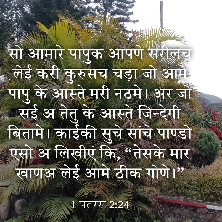 आछी फोटो